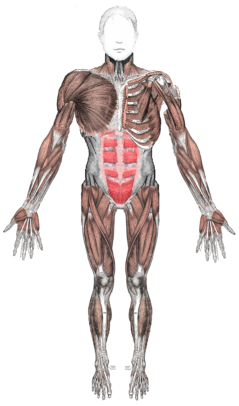 Gray's Anatomy — front view of muscles